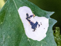 Chrysoesthia sexguttella mine